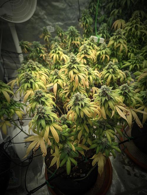 14/14 Oreoz FEM "GB SEEDS". Week 22