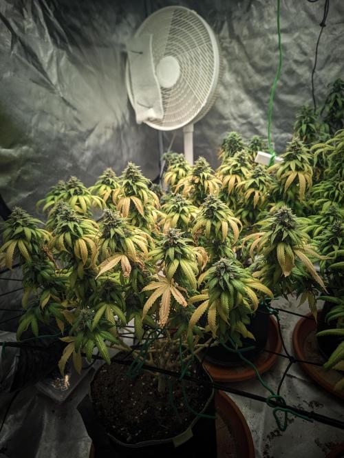 14/14 Oreoz FEM "GB SEEDS". Week 22