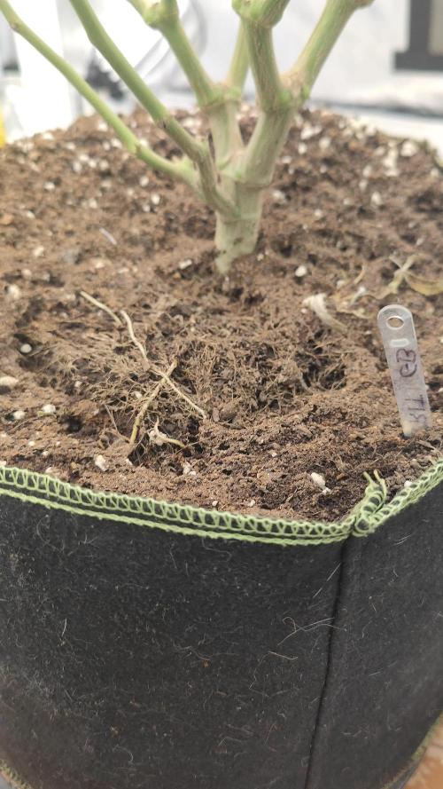 14/14 Kritical GB FEM "GB STRAINS"