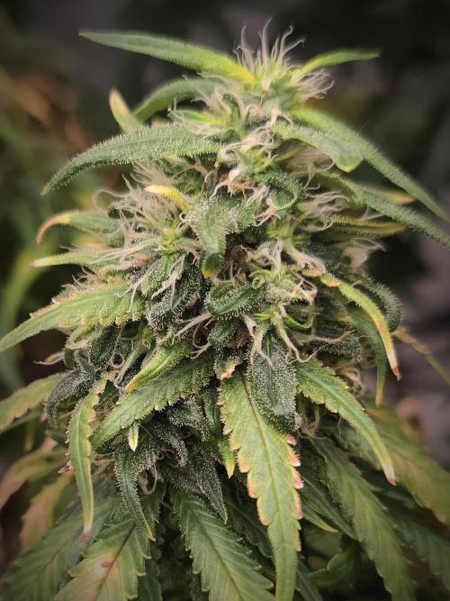14/14 Kritical GB FEM "GB STRAINS". Week 22