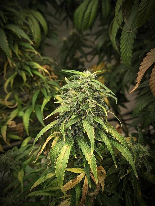 14/14 Kritical GB FEM "GB STRAINS". Week 22
