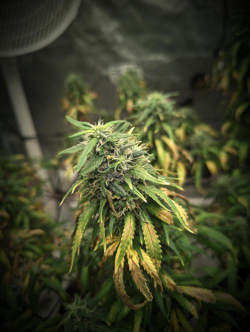 14/14 Kritical GB FEM "GB STRAINS". Week 22