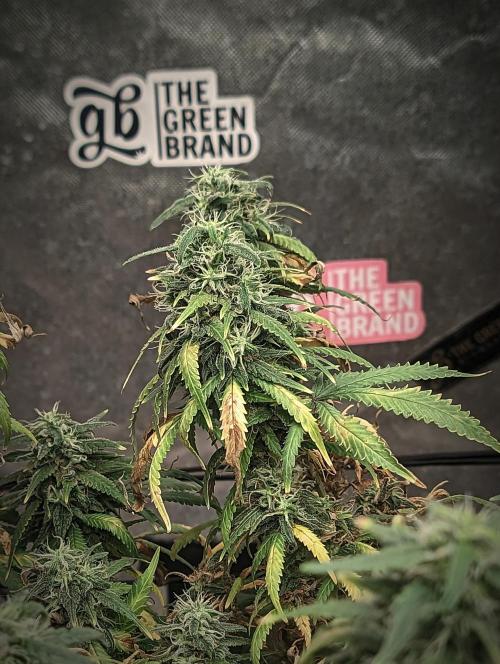 14/14 Kritical GB FEM "GB STRAINS". Week 22