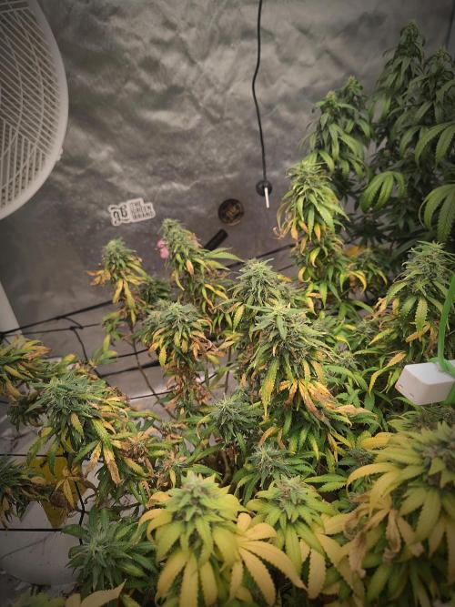 14/14 Kritical GB FEM "GB STRAINS". Week 22
