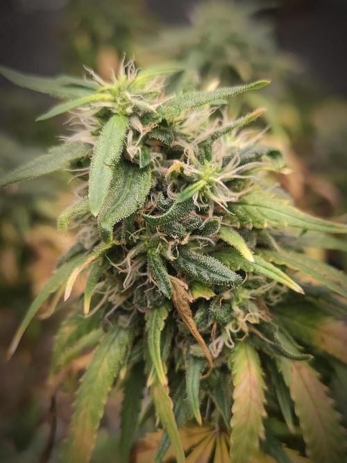 14/14 Kritical GB FEM "GB STRAINS". Week 22