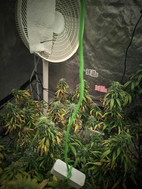 14/14 Kritical GB FEM "GB STRAINS". Week 22