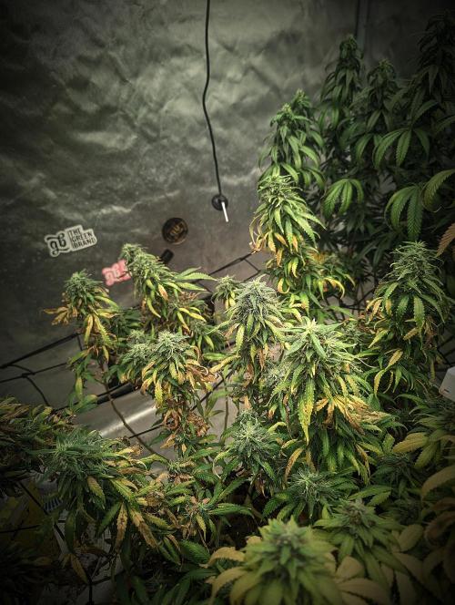 14/14 Kritical GB FEM "GB STRAINS". Week 22