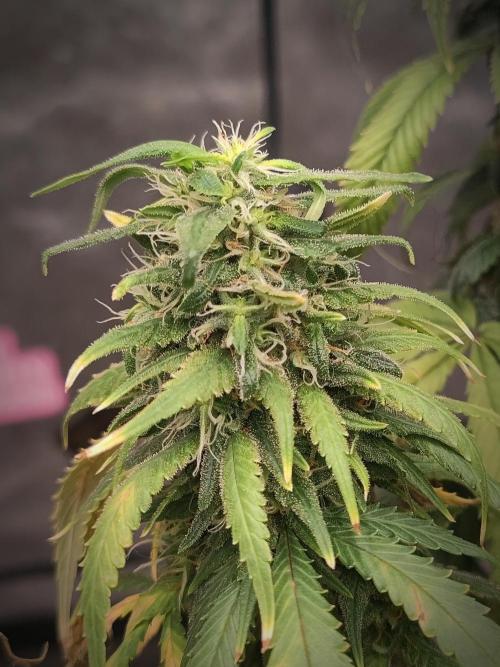 14/14 Kritical GB FEM "GB STRAINS". Week 22