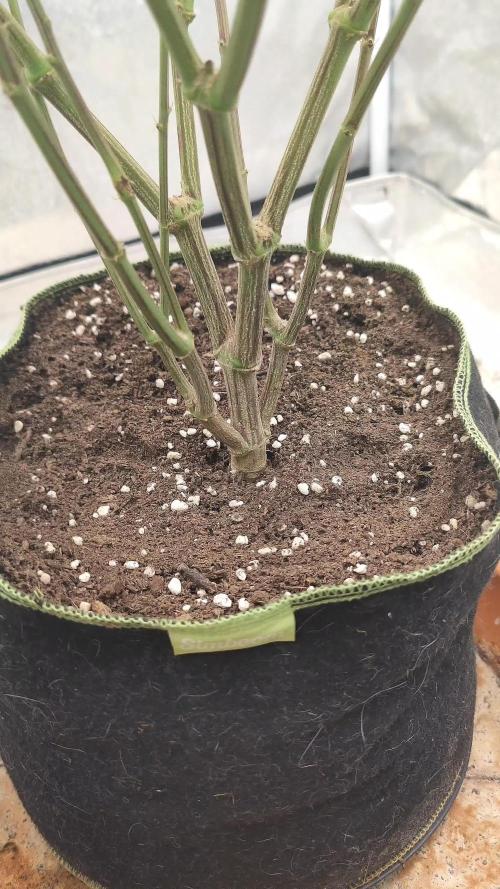 14/14 CRITICAL FEM "GB STRAINS"