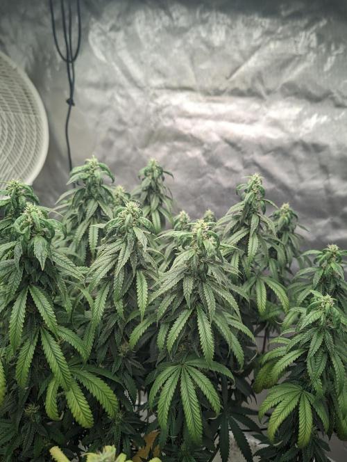 14/14 CRITICAL FEM "GB STRAINS". Week 22