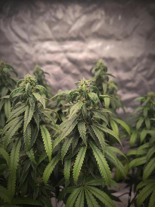 14/14 CRITICAL FEM "GB STRAINS". Week 22