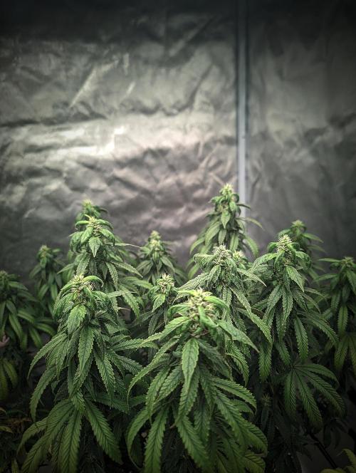 14/14 CRITICAL FEM "GB STRAINS". Week 22