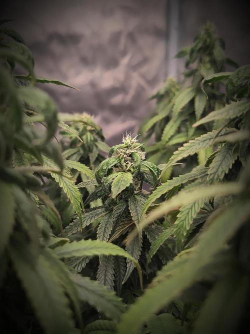 14/14 CRITICAL FEM "GB STRAINS". Week 22