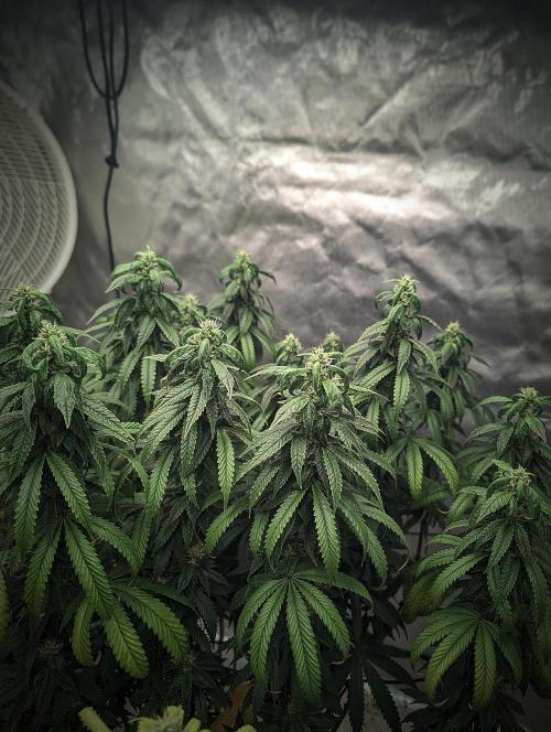 14/14 CRITICAL FEM "GB STRAINS". Week 22