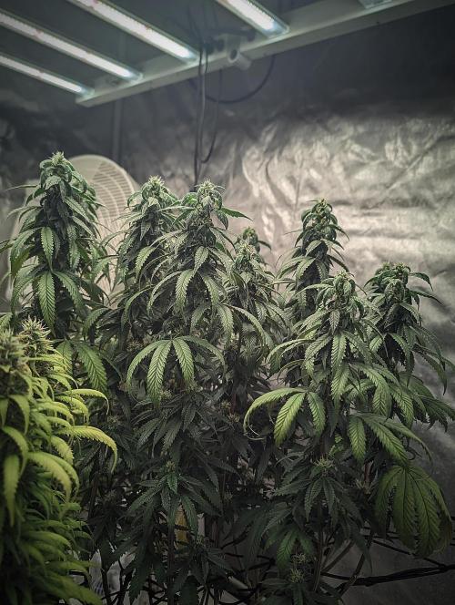14/14 CRITICAL FEM "GB STRAINS". Week 22