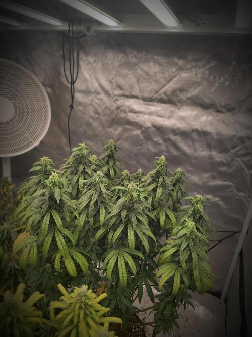 14/14 CRITICAL FEM "GB STRAINS". Week 22
