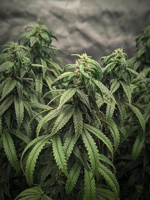14/14 CRITICAL FEM "GB STRAINS". Week 22