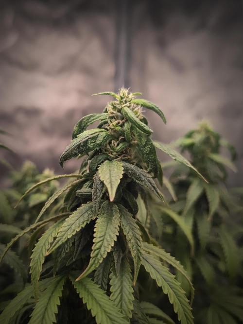 14/14 CRITICAL FEM "GB STRAINS". Week 22