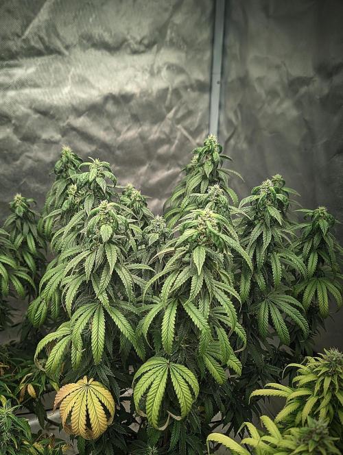 14/14 CRITICAL FEM "GB STRAINS". Week 22