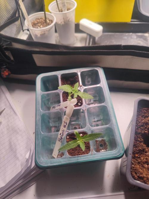 💚Carpa de esquejes y sus cuidados 💚. Week 6