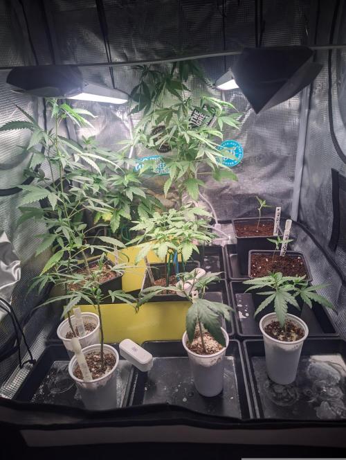 💚Carpa de esquejes y sus cuidados 💚. Week 6