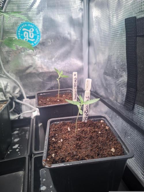 💚Carpa de esquejes y sus cuidados 💚. Week 6