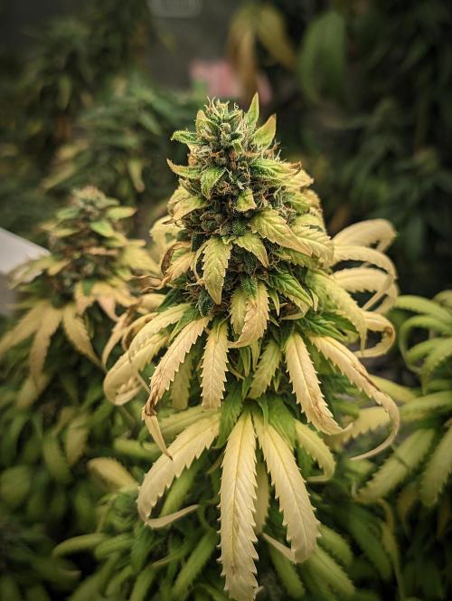 Pakistan Valley Early Harvest. Week 23