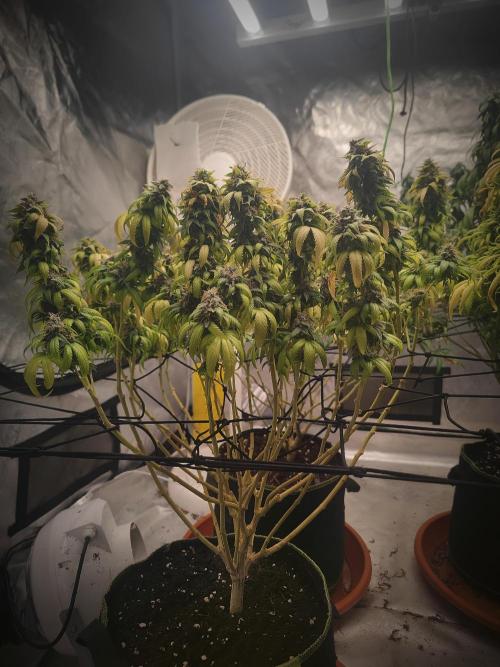 14/14 Oreoz FEM "GB SEEDS". Week 23