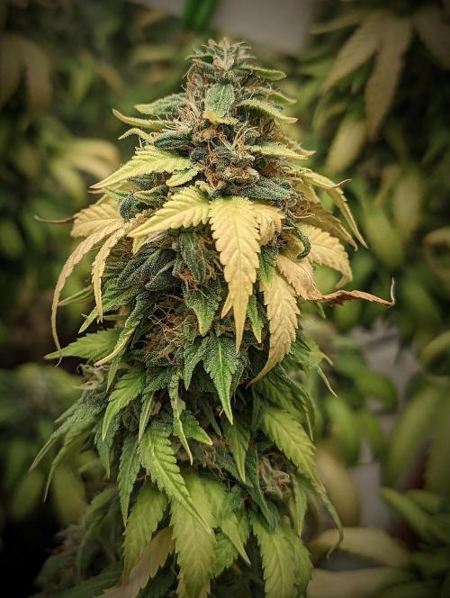 14/14 Oreoz FEM "GB SEEDS". Week 23