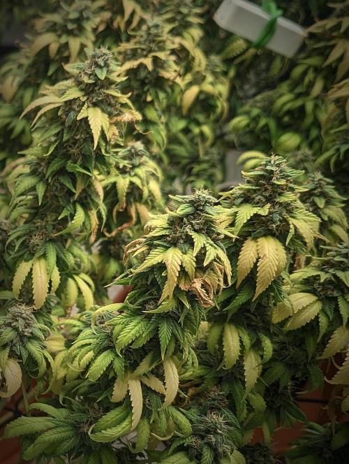 14/14 Oreoz FEM "GB SEEDS". Week 23