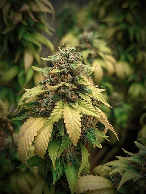 14/14 Oreoz FEM "GB SEEDS". Week 23