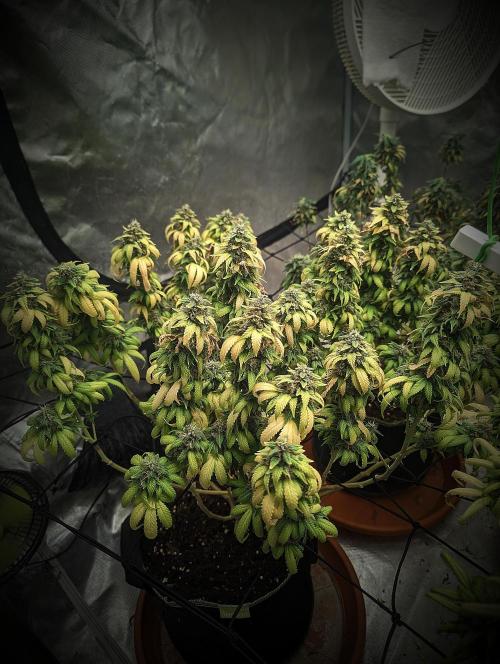 14/14 Oreoz FEM "GB SEEDS". Week 23