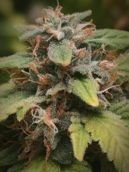 14/14 Oreoz FEM "GB SEEDS". Week 23