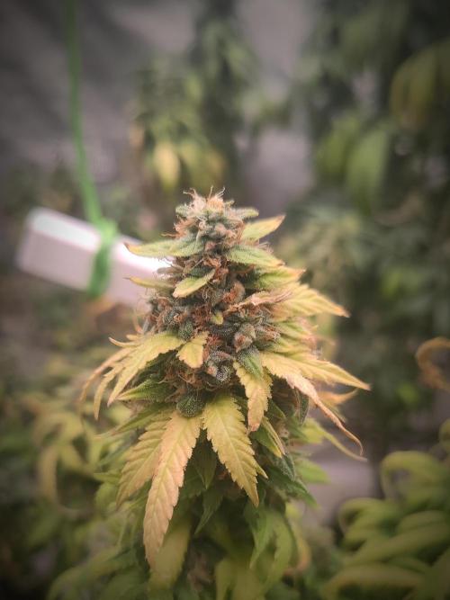 14/14 Oreoz FEM "GB SEEDS". Week 23