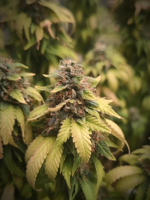 Oreoz. Week 23