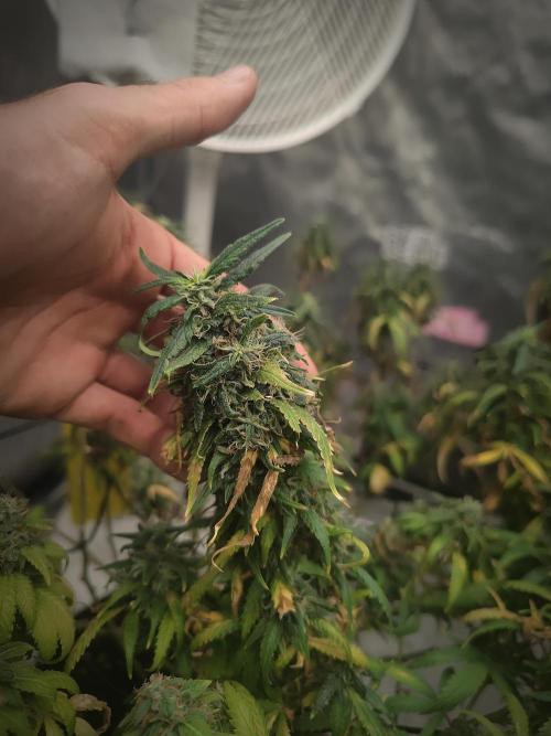 14/14 Kritical GB FEM "GB STRAINS". Week 23