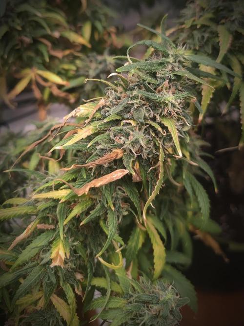 14/14 Kritical GB FEM "GB STRAINS". Week 23