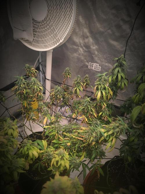14/14 Kritical GB FEM "GB STRAINS". Week 23