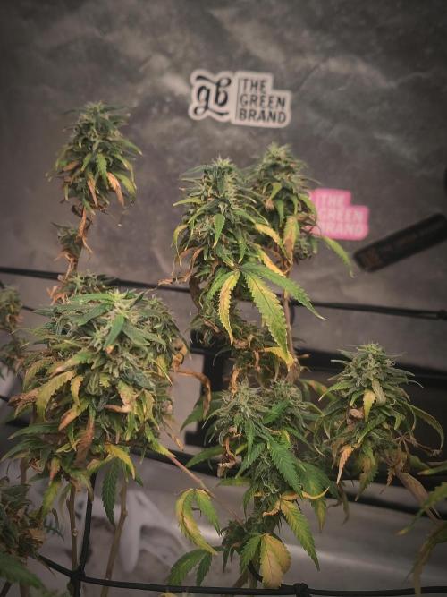 14/14 Kritical GB FEM "GB STRAINS". Week 23