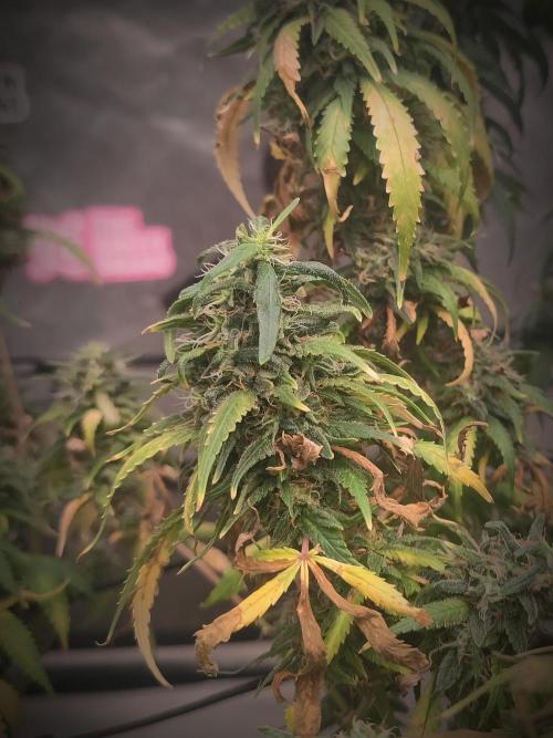 14/14 Kritical GB FEM "GB STRAINS". Week 23