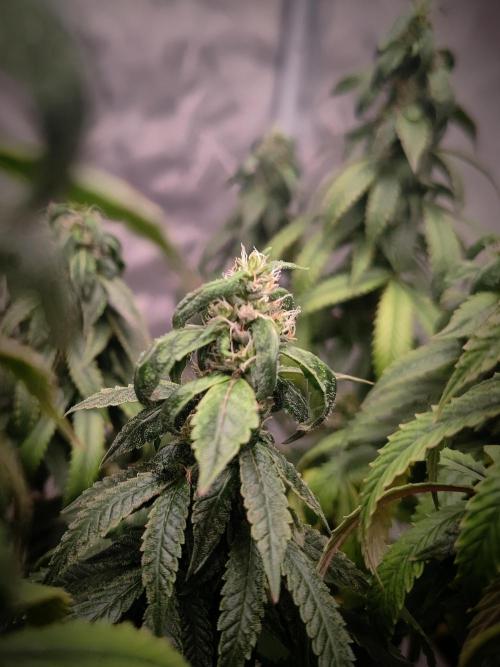 14/14 CRITICAL FEM "GB STRAINS". Week 23