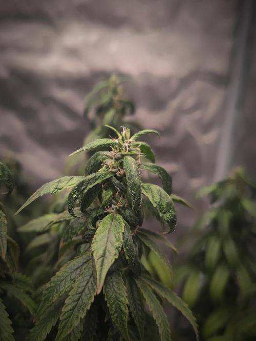 14/14 CRITICAL FEM "GB STRAINS". Week 23