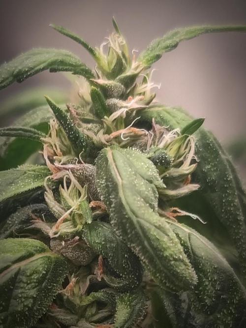 14/14 CRITICAL FEM "GB STRAINS". Week 23