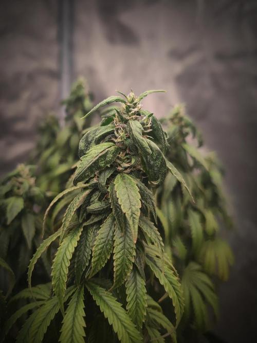 Critical. Week 23