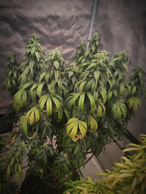 14/14 CRITICAL FEM "GB STRAINS". Week 23