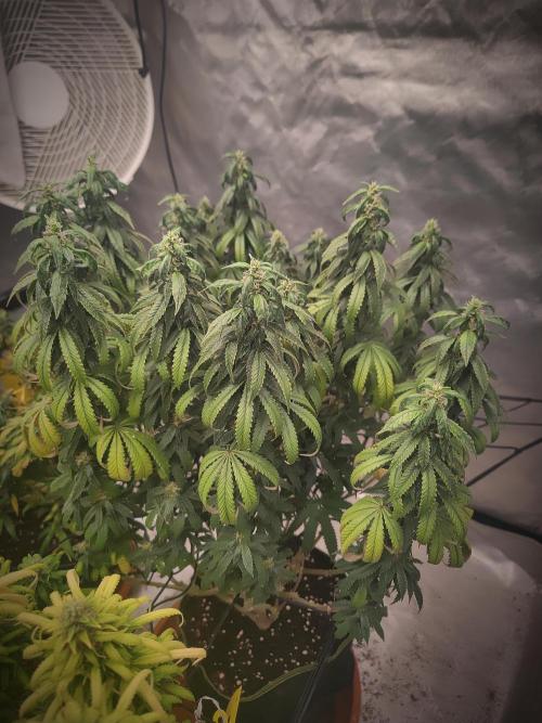 14/14 CRITICAL FEM "GB STRAINS". Week 23