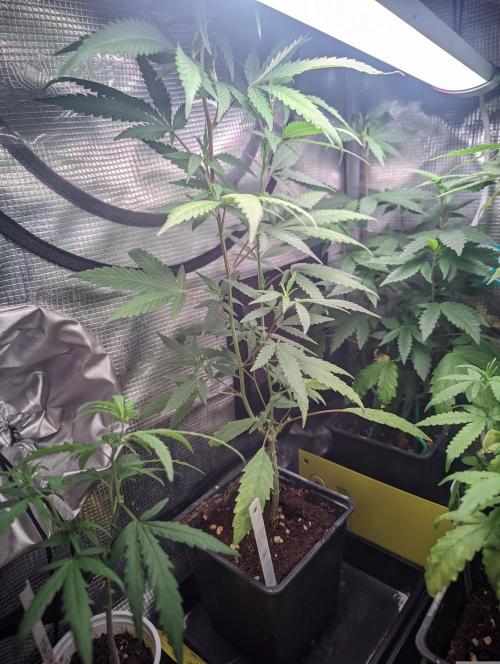 💚Carpa de esquejes y sus cuidados 💚. Week 7