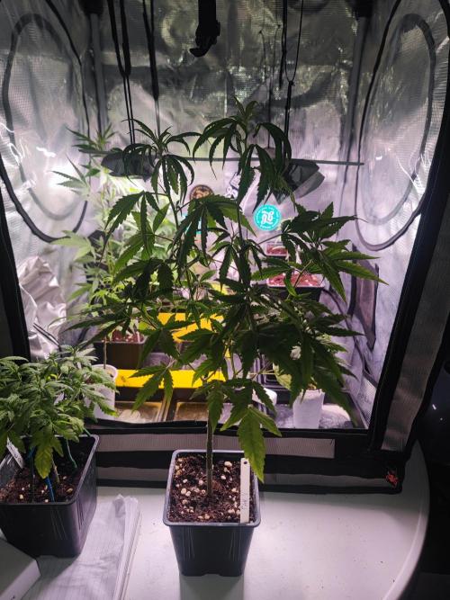 💚Carpa de esquejes y sus cuidados 💚. Week 7