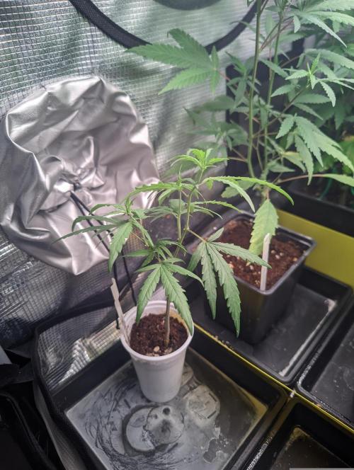 💚Carpa de esquejes y sus cuidados 💚. Week 7
