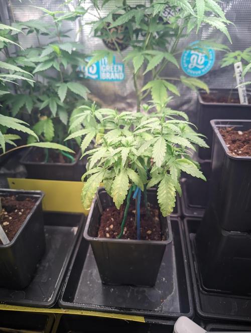 💚Carpa de esquejes y sus cuidados 💚. Week 7